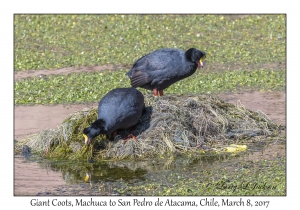Giant Coots