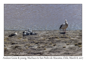 Andean Goose & young