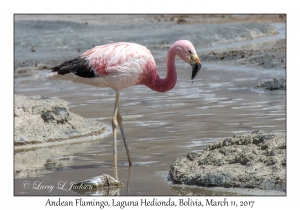 Andean Flamingo