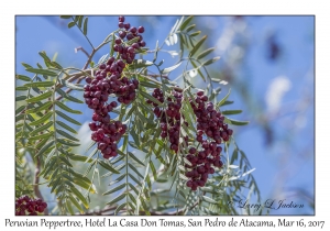 Peruvian Peppertree berries