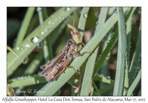 Alfalfa Grasshopper