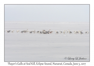 Thayer's Gulls & Seal Kill