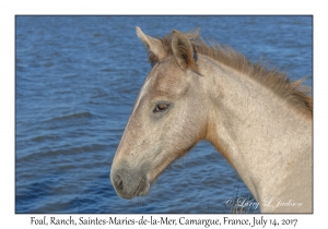 2017-07-14#2879 Foal, Ranch, Saintes-Maries-de-la-Mer, Camargue, France