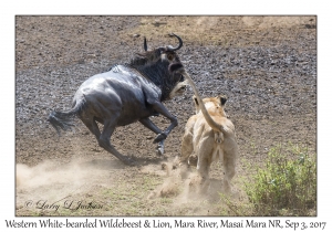 Lion & Western White-bearded Wildebeest