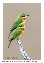 Little Bee-eaters