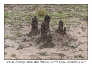 Termite Chimneys
