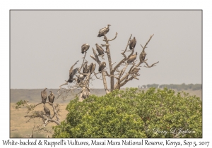 White-backed & Ruppell's Vultures