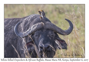 Yellow-billed Oxpeckers & African Buffalo