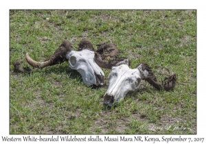 Western White-bearded Wildebeest skulls