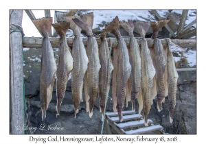 Drying Cod