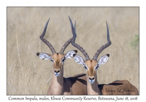Common Impala, males