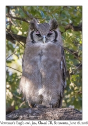 Verreaux's Eagle-owl, juvenile