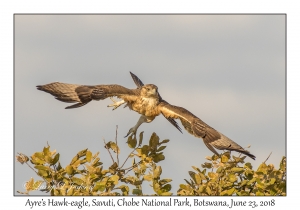 Ayre's Hawk-eagle