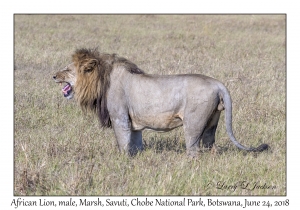 African Lion, male