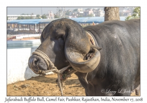 Jafarabadi Buffalo Bull