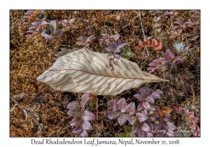 Dead Rhododendron Leaf