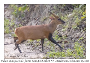 Indian Muntjac, male