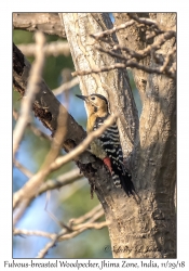 Fulvous-breasted Woodpecker, female