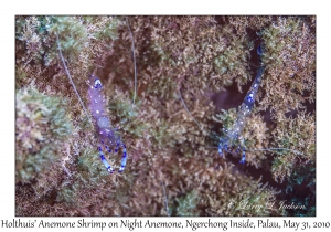 Holthuis' Anemone Shrimp on Night Anemone