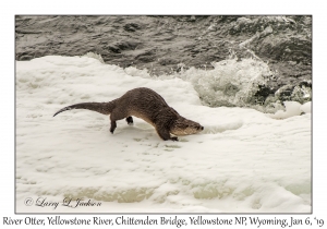 River Otter