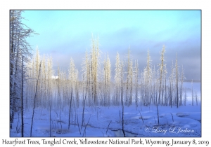 Hoarfrost Trees