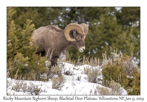 Rocky Mountain Bighorn Sheep