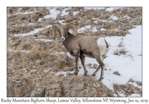 Rocky Mountain Bighorn Sheep
