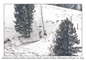 Mackenzie Valley Wolves 'Junction Pack'