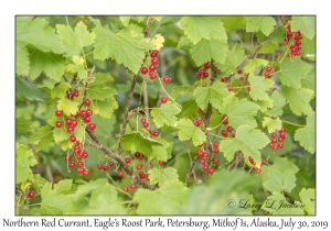 Northern Red Currant