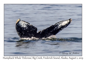 Humpback Whale 'Dolorosa'