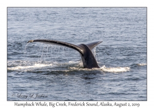 1st Humpback Whale