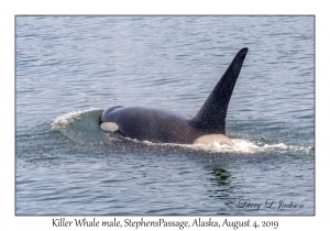 Killer Whale