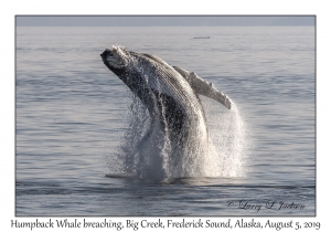 Humpback Whale