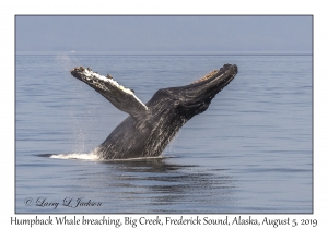 Humpback Whale
