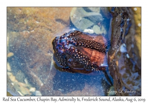 Red Sea Cucumber