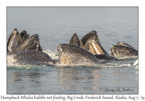 Humpback Whales