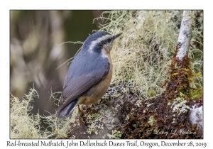 Red-breasted Nuthatch