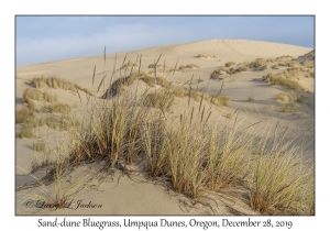 Sand-dune Bluegrass