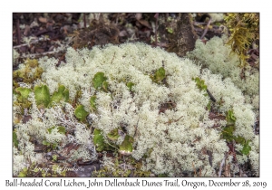 Ball-headed Coral Lichen