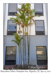 Macarthur Palm