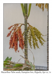 Macarthur Palm seeds