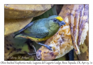Olive-backed Euphonia male