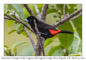 Passerini's Tanager male