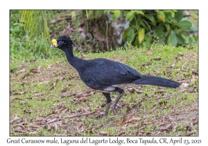 Great Curassow male