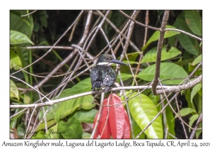 Amazon Kingfisher male