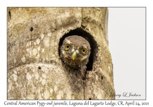 Central American Pygmy-owl