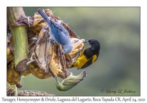 Tanager, Honeycreeper & Oriole