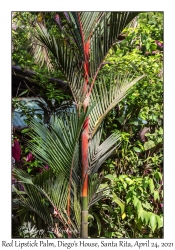 Red Lipstick Palm