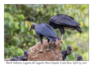 Black Vultures