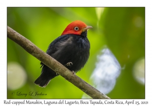 Red-capped Manakin male